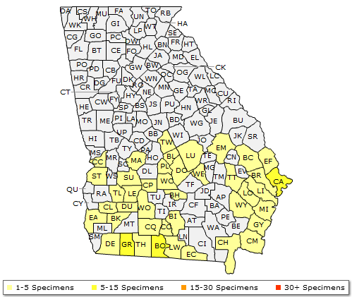 The range of Pinus glabra